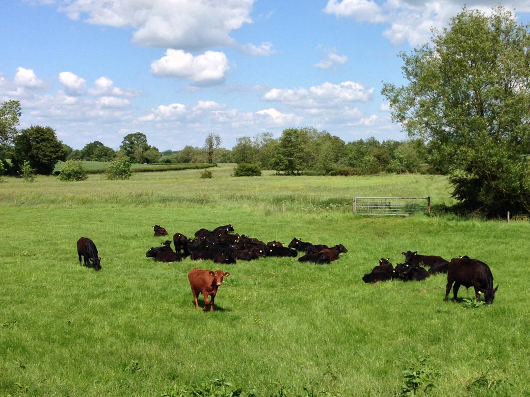 Aberdeen Angus Cattle