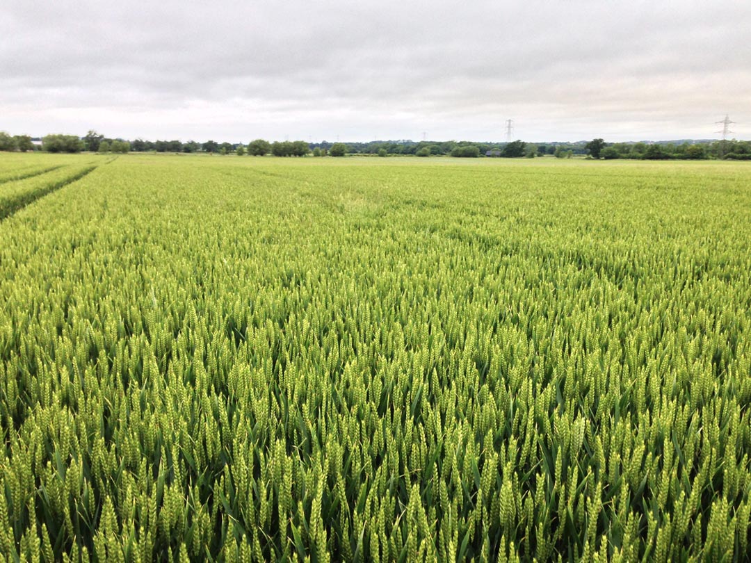 Wheat Wheat